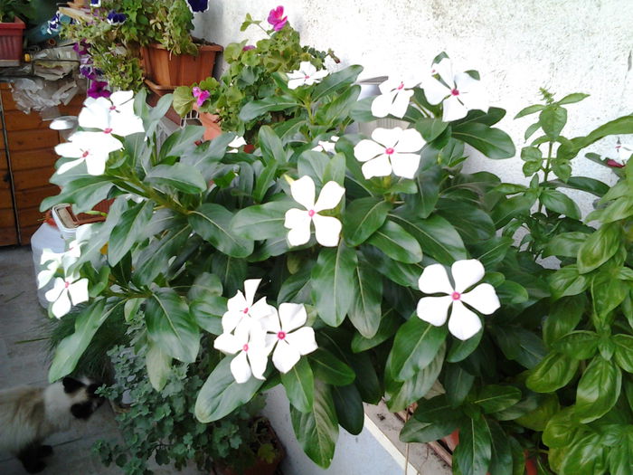 Fotografie0392 - flori balcon