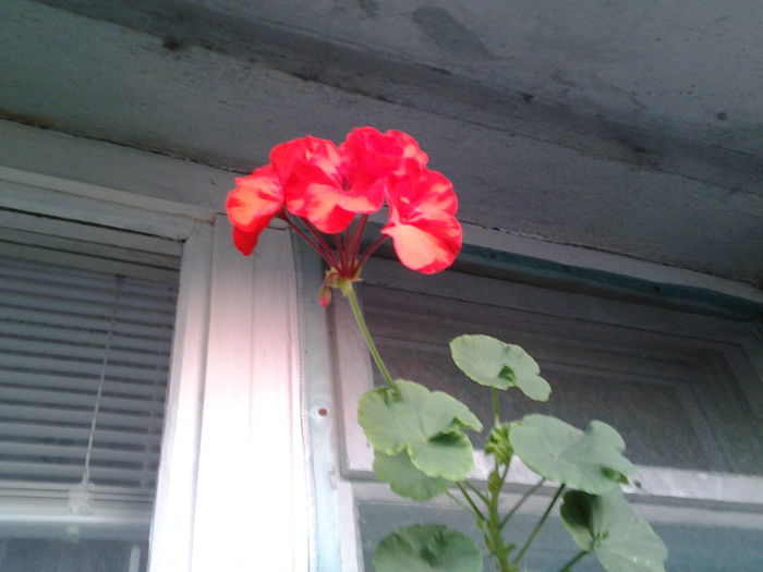 Fotografie0397 - flori balcon