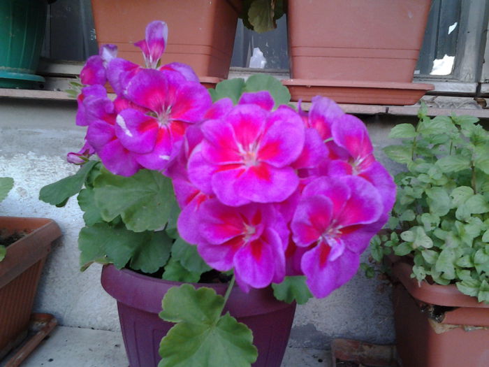 Fotografie0398 - flori balcon