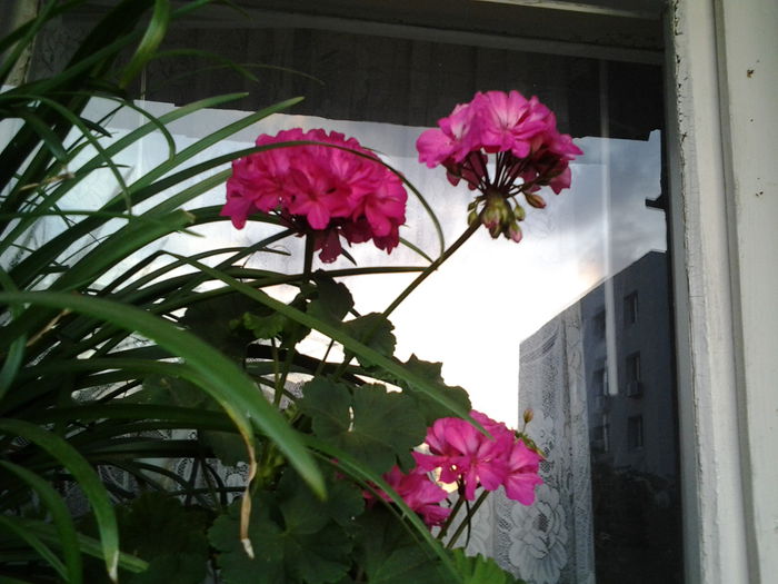 Fotografie0400 - flori balcon
