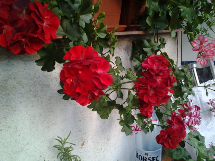 Fotografie0404 - flori balcon