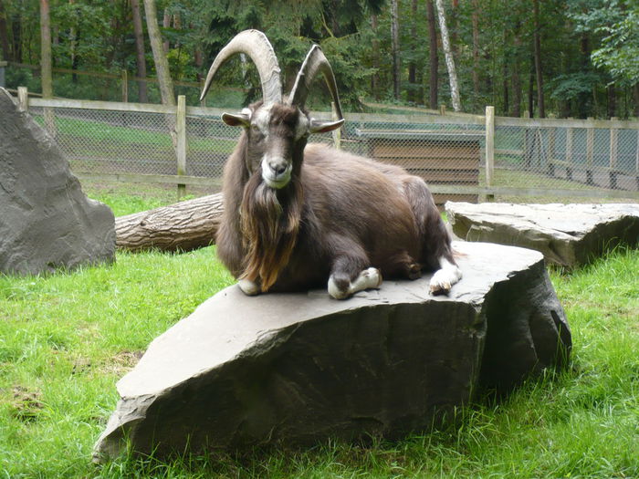 Tap de Toggenburg  la odihna - Rase de oi si capre-Poze deosebite 2