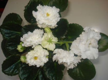 RS-Balerina, am avut frunza de la Arianna dar n-am reusit sa salvez puiul!