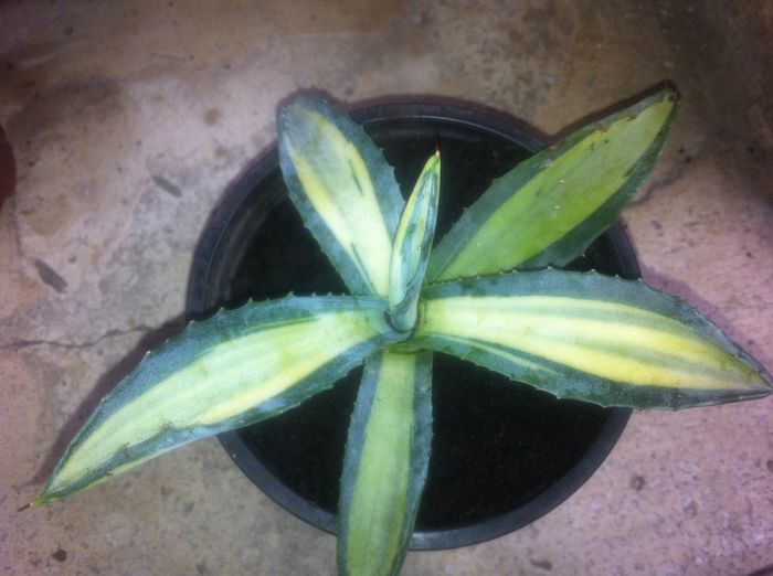 image - AGAVE