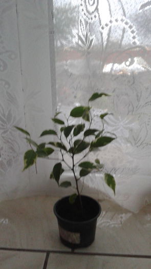 20141017_175836; Ficus
