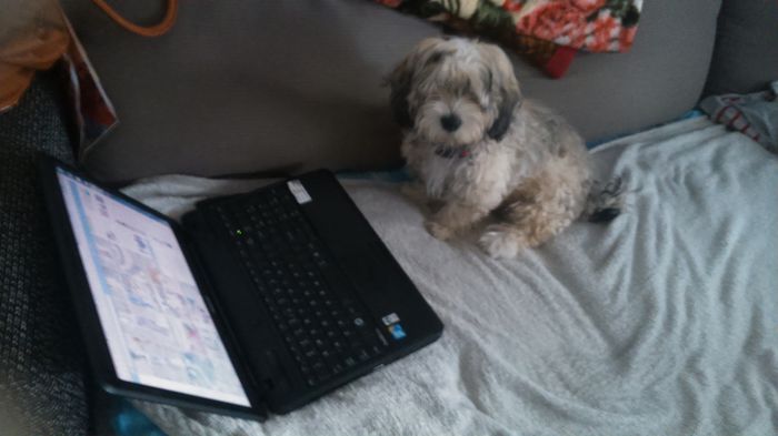 DSC_0631 - Fritz  Bella  Mimi