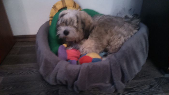 DSC_0636 - Fritz  Bella  Mimi