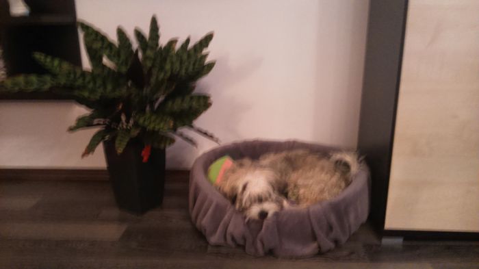 DSC_0648 - Fritz  Bella  Mimi