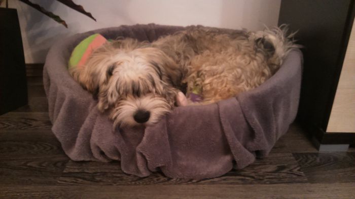 DSC_0649 - Fritz  Bella  Mimi