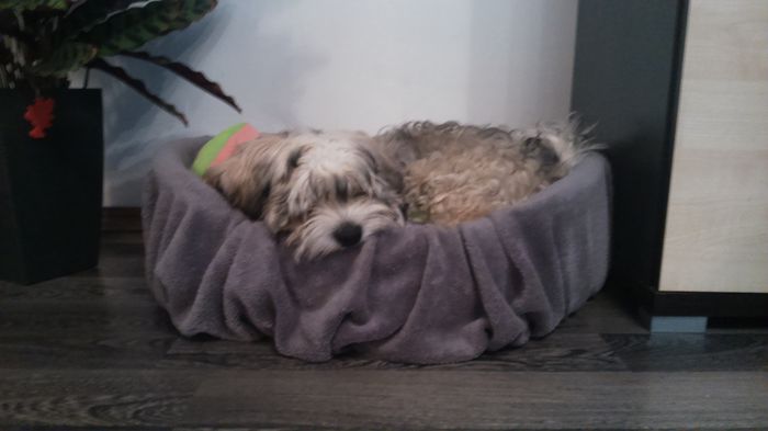 DSC_0650 - Fritz  Bella  Mimi