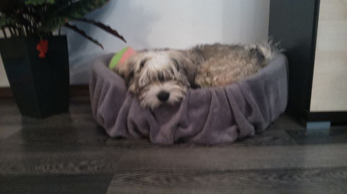 DSC_0652 - Fritz  Bella  Mimi