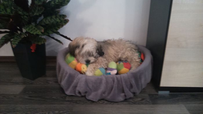 DSC_0655 - Fritz  Bella  Mimi