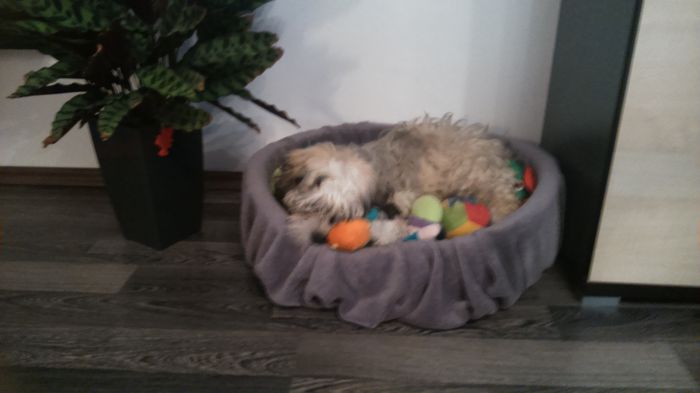 DSC_0658 - Fritz  Bella  Mimi