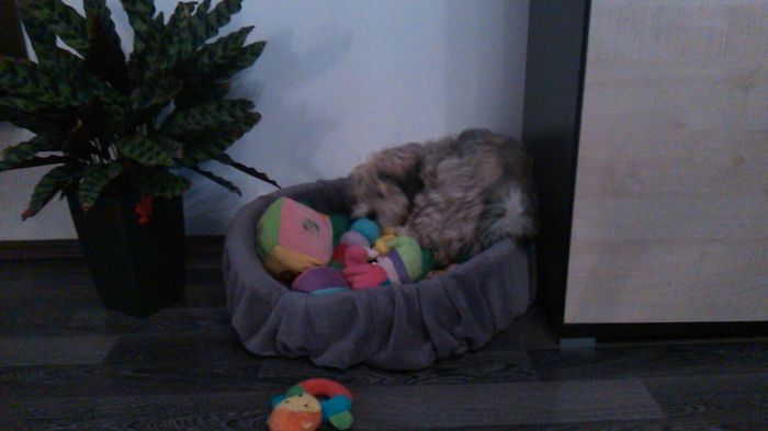 DSC_0663 - Fritz  Bella  Mimi