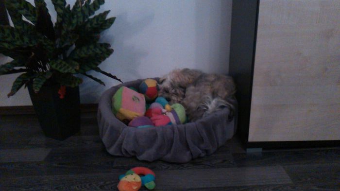 DSC_0664 - Fritz  Bella  Mimi