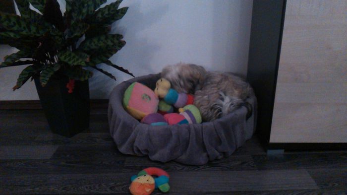 DSC_0666 - Fritz  Bella  Mimi