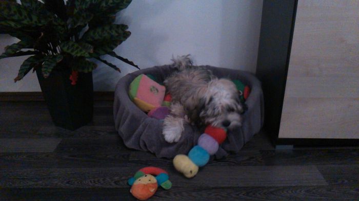 DSC_0668 - Fritz  Bella  Mimi