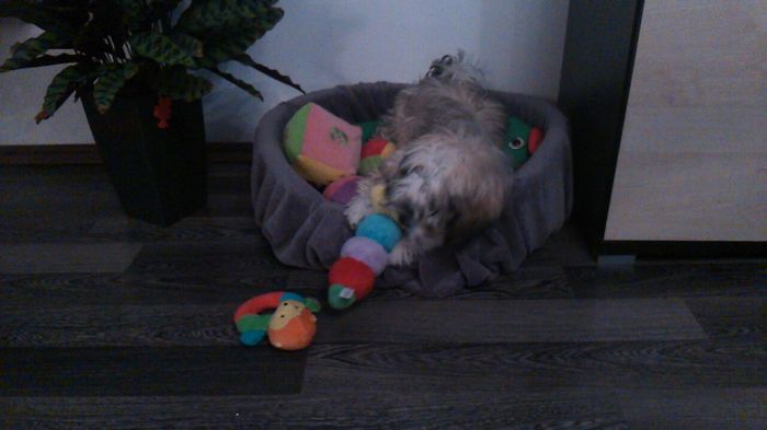 DSC_0670 - Fritz  Bella  Mimi