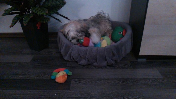 DSC_0671 - Fritz  Bella  Mimi