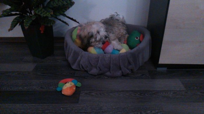 DSC_0672 - Fritz  Bella  Mimi