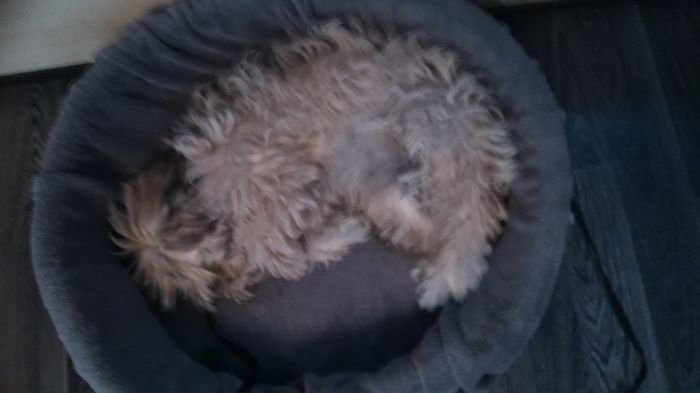 DSC_0673 - Fritz  Bella  Mimi