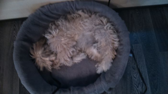 DSC_0674 - Fritz  Bella  Mimi