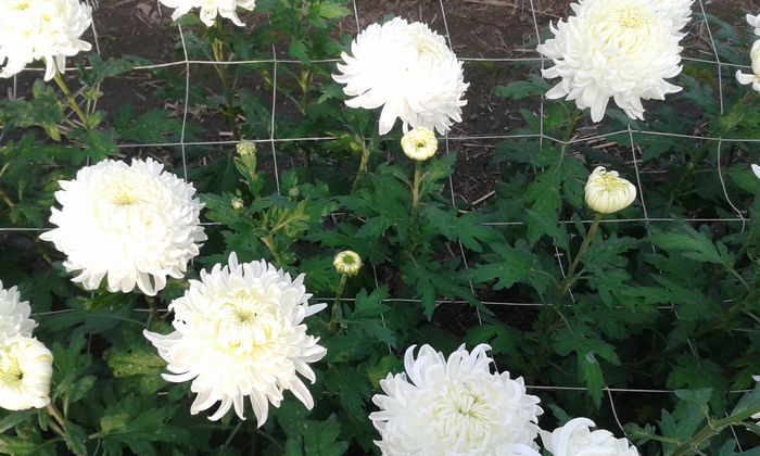 20141014_165335 - 0 crizanteme 2016