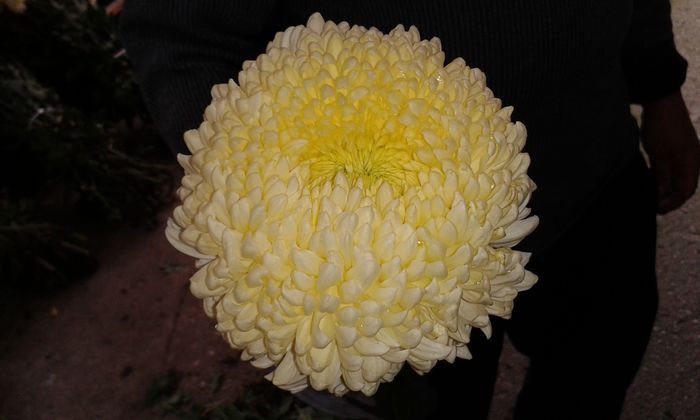 bulgare - 0 crizanteme 2016