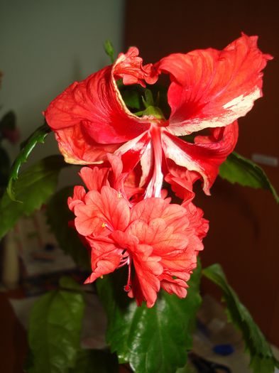 DSC09106 - HIBISCUS 2014