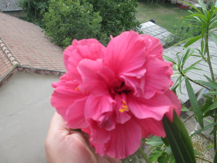 004 - flori 2014