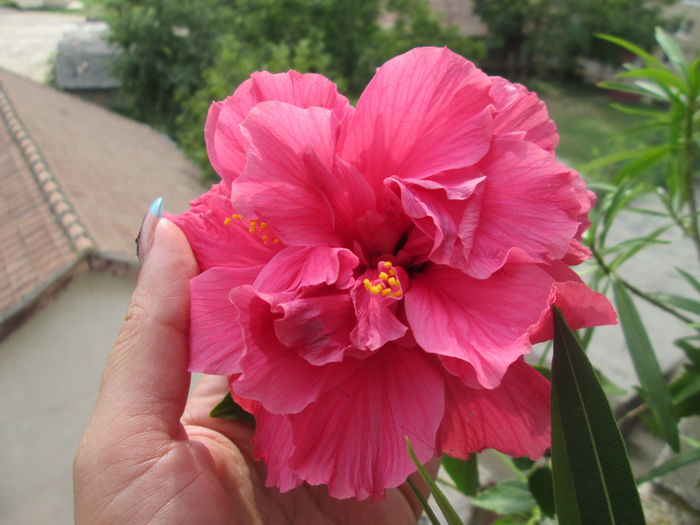 005 - flori 2014