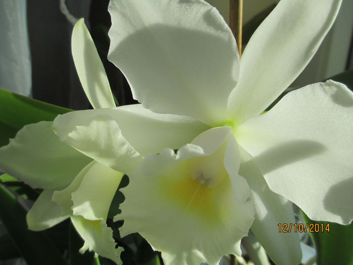 cattleya alba 2 2014.10.12 4