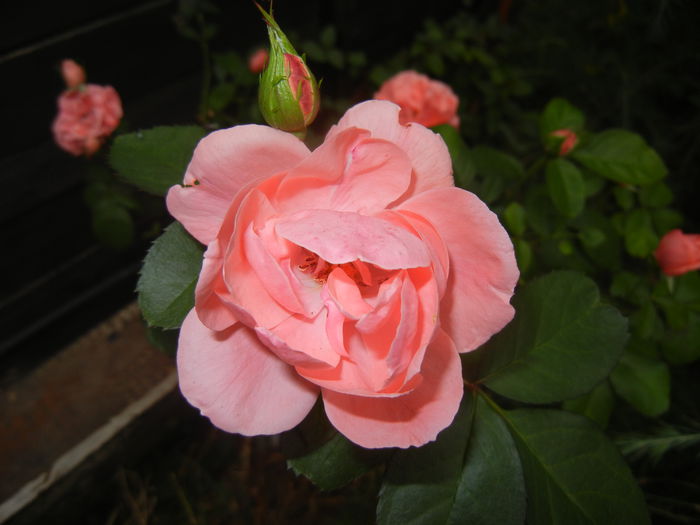 Rose Pleasure (2014, October 02)