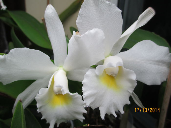 cattleya alba 2 2014.10.17 2