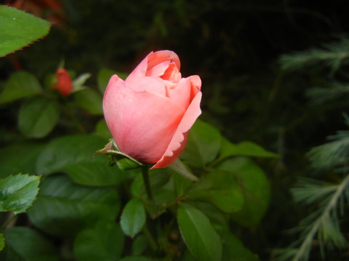 Rose Pleasure (2014, October 02)