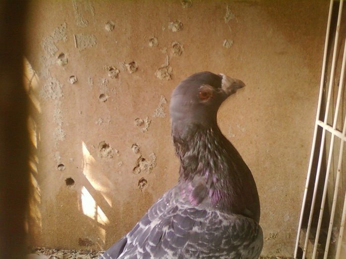 Fotografii-0103