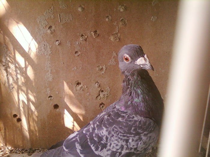 Fotografii-0104