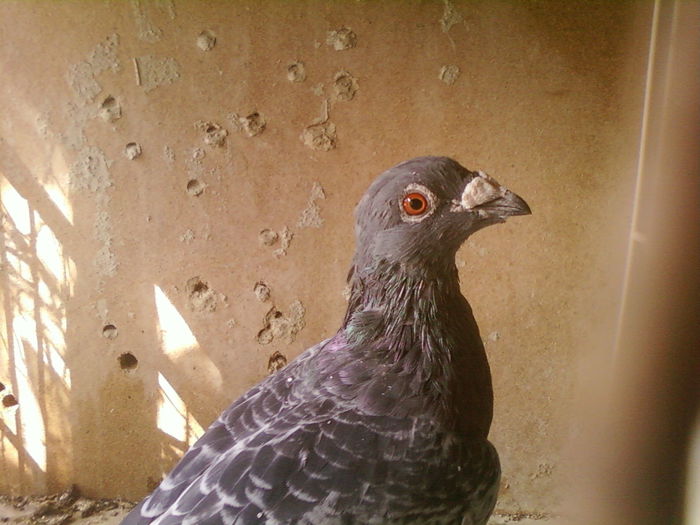 Fotografii-0105