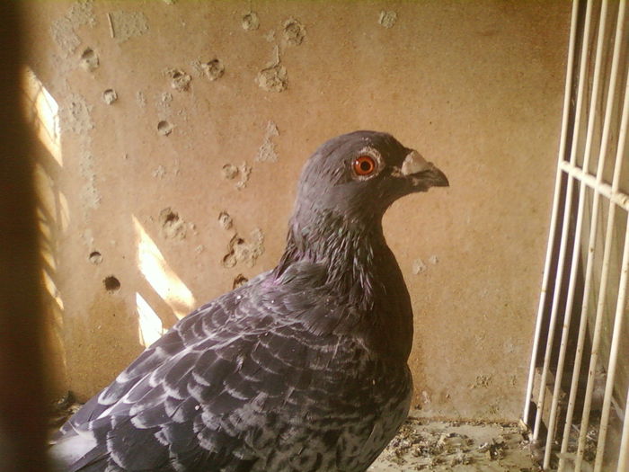 Fotografii-0106