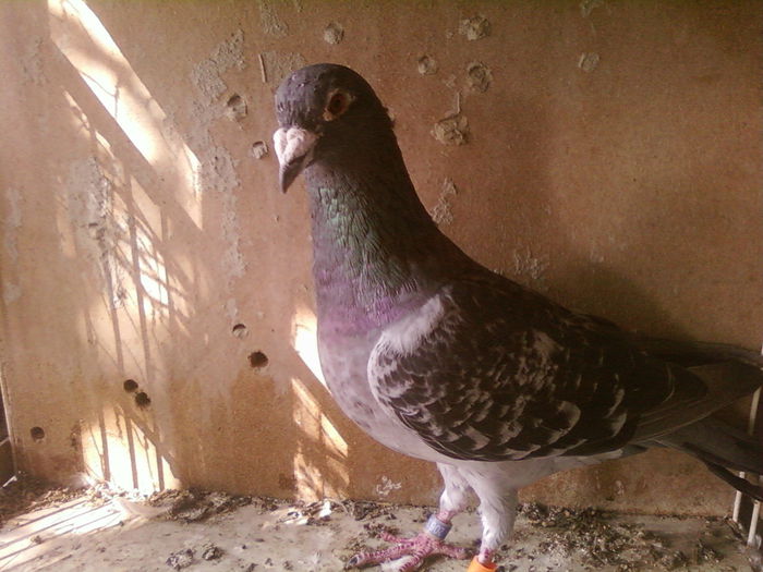 Fotografii-0109
