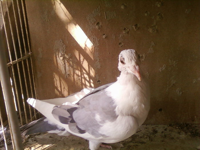 Fotografii-0111