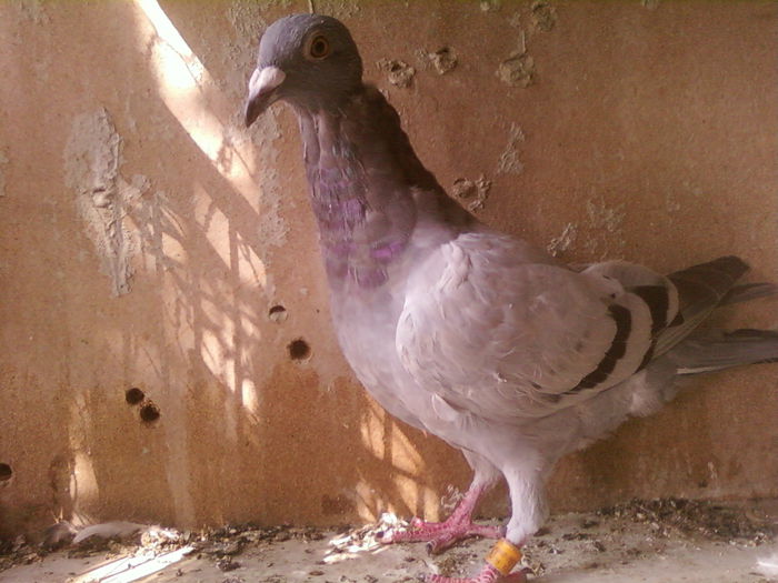 Fotografii-0114