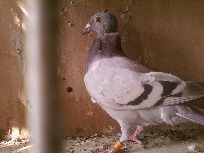 Fotografii-0115
