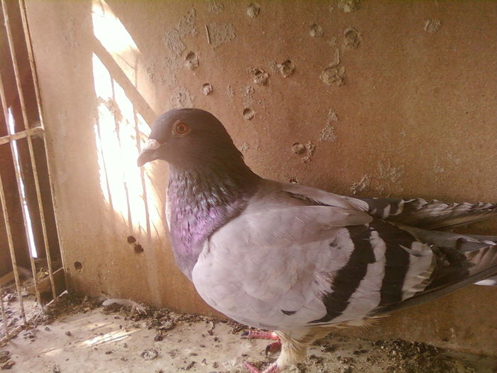 Fotografii-0116