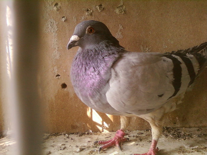 Fotografii-0117