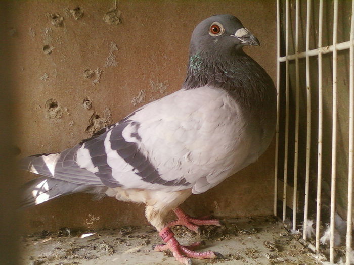 Fotografii-0118