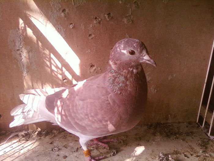 Fotografii-0126