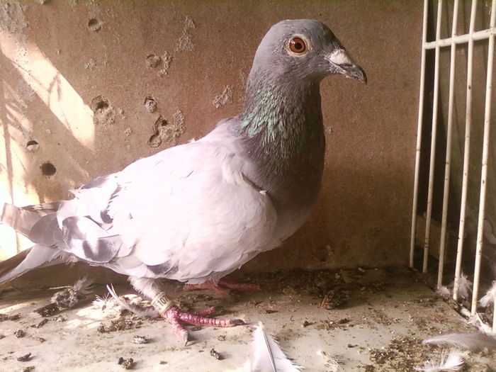Fotografii-0133