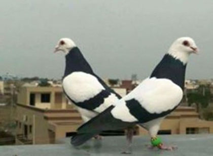 porumbei-pagi-alb-negru