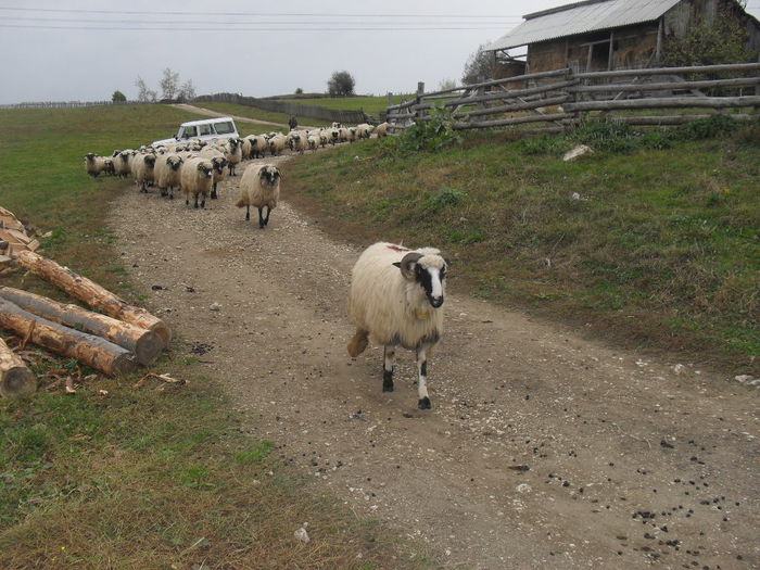 SDC11313 - Toamna 2014